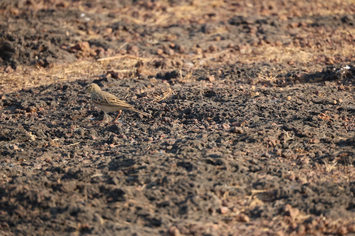 Calandro - ML651923330