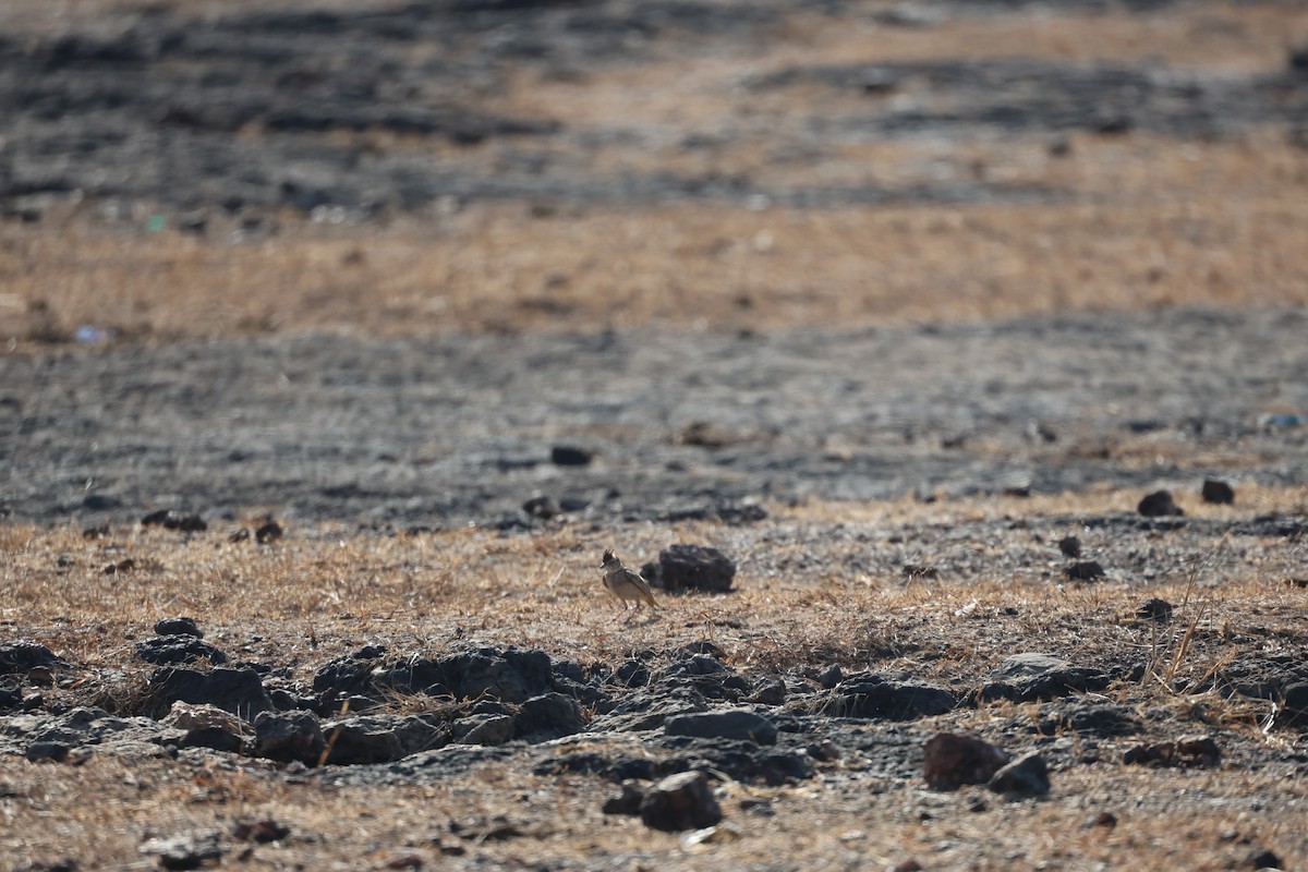 Malabar Lark - ML651923407