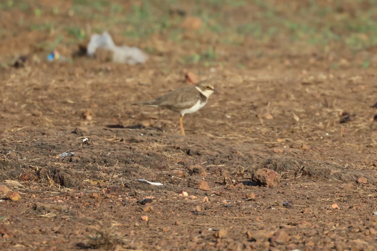 Corriere piccolo - ML651923448