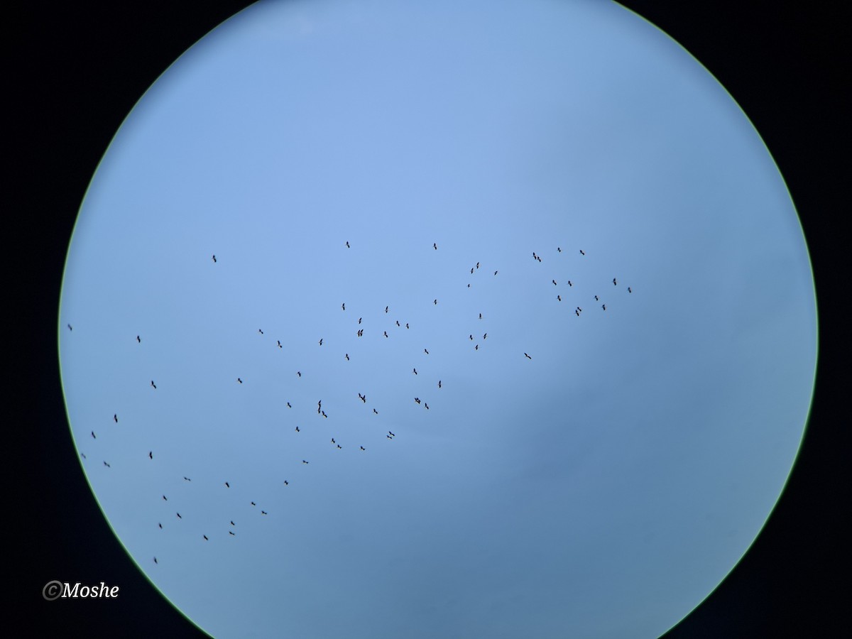 Weißstorch - ML651923760