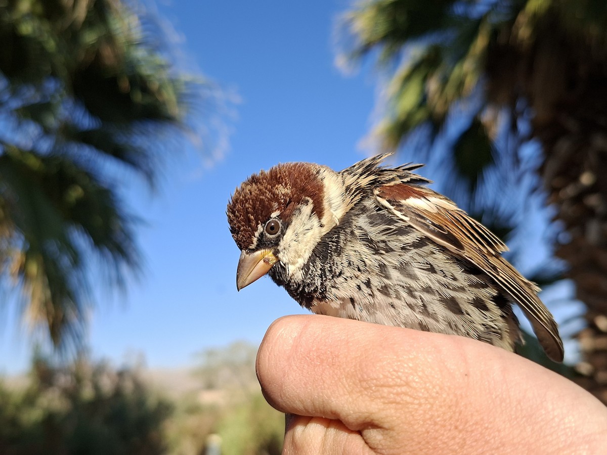 Weidensperling - ML651923817