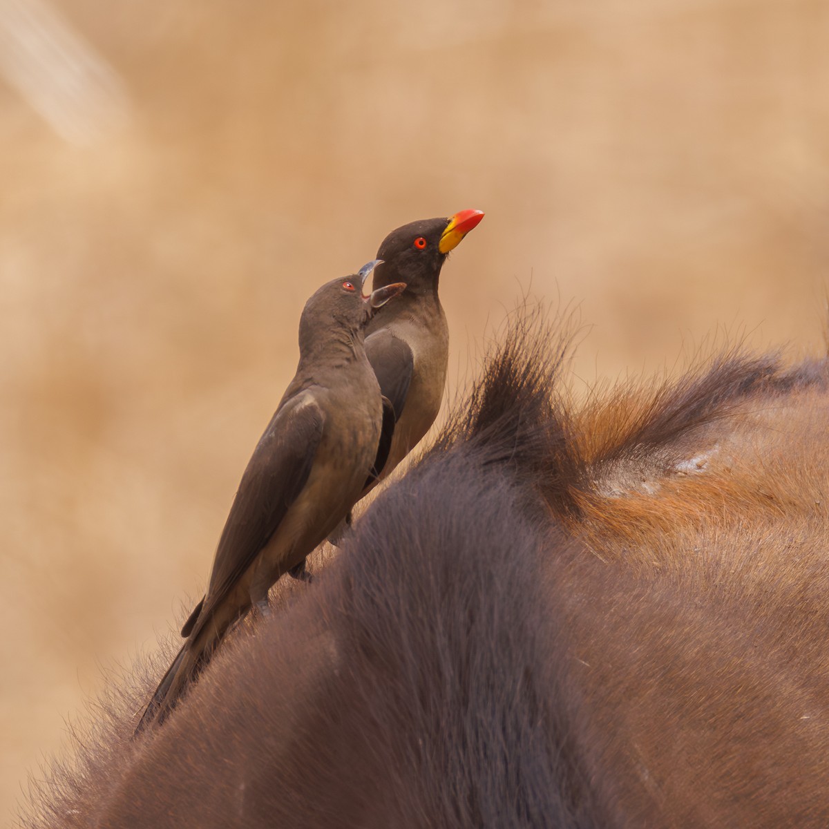 Ґедзеїд жовтодзьобий - ML651923891