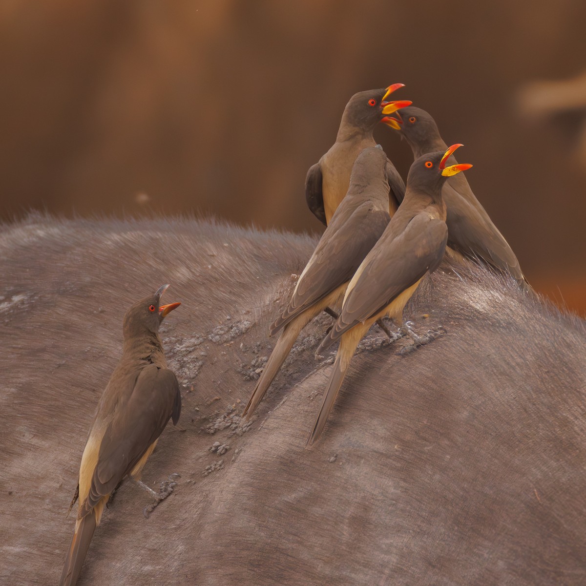 Ґедзеїд жовтодзьобий - ML651923892