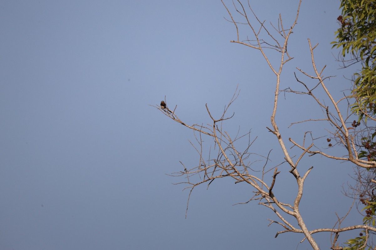 Long-tailed Shrike - ML651923907