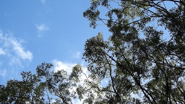 Scarlet Myzomela - ML651924389