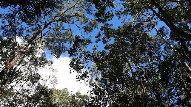 White-throated Honeyeater - ML651924411