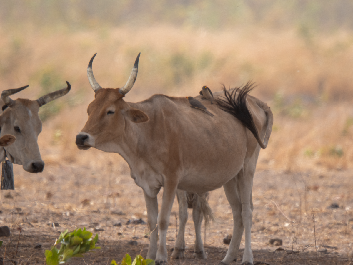 Ґедзеїд жовтодзьобий - ML651924652