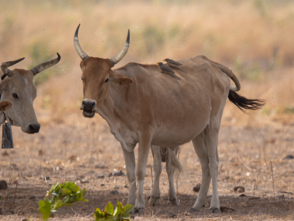 Ґедзеїд жовтодзьобий - ML651924653