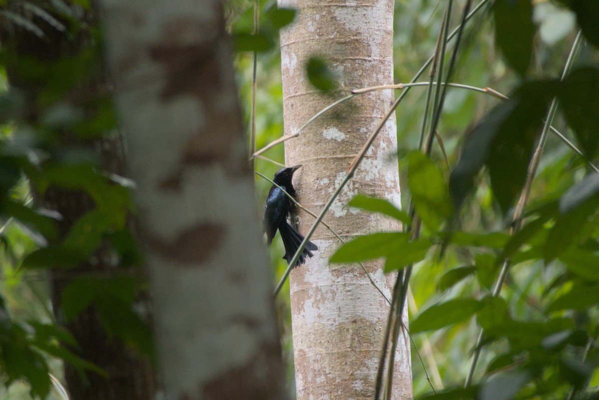 Palawan Drongo - ML651924915