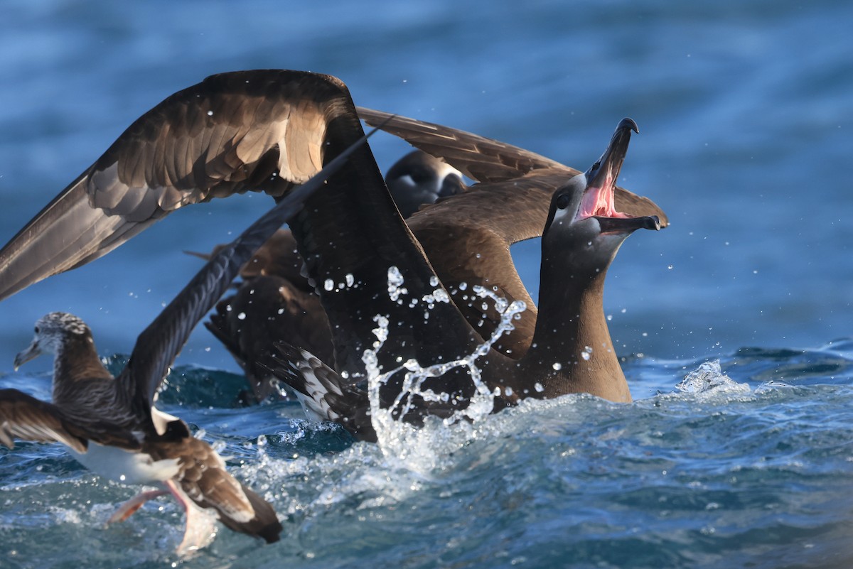 Black-footed Albatross - ML651925758