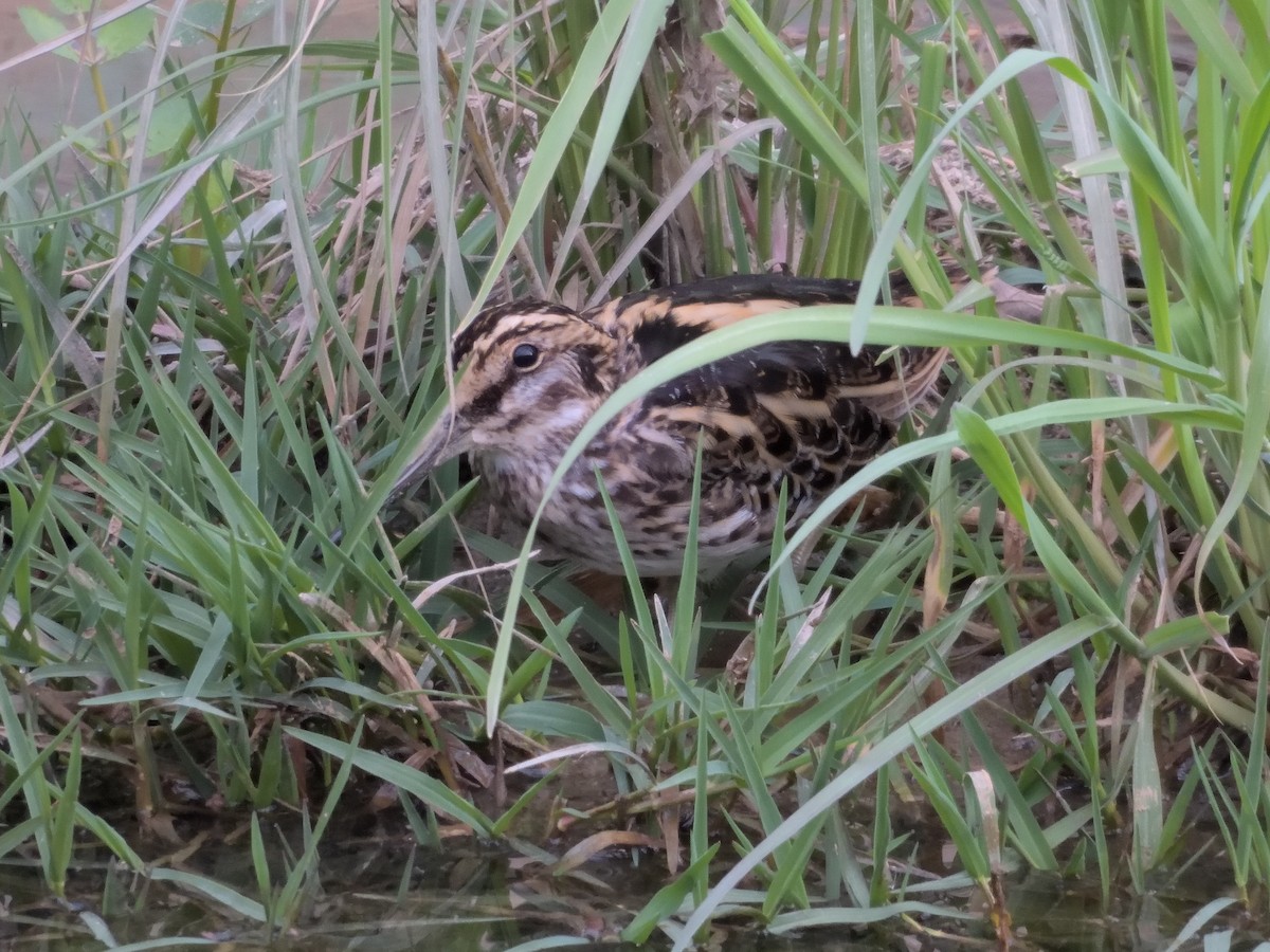 ML651926621 - Jack Snipe - Macaulay Library