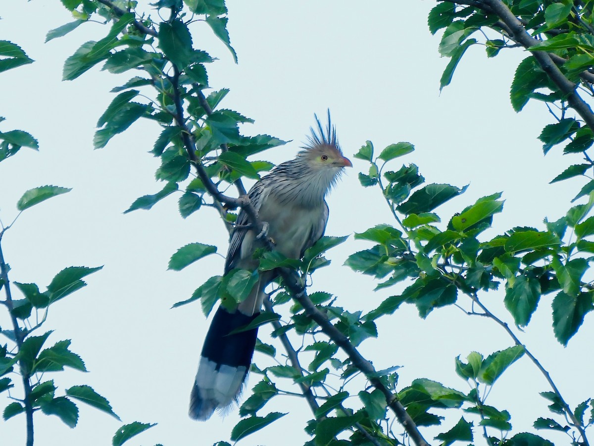Guira Cuckoo - ML651927320
