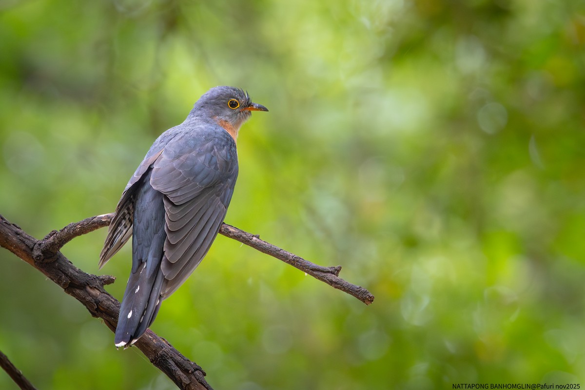 Red-chested Cuckoo - ML651927490