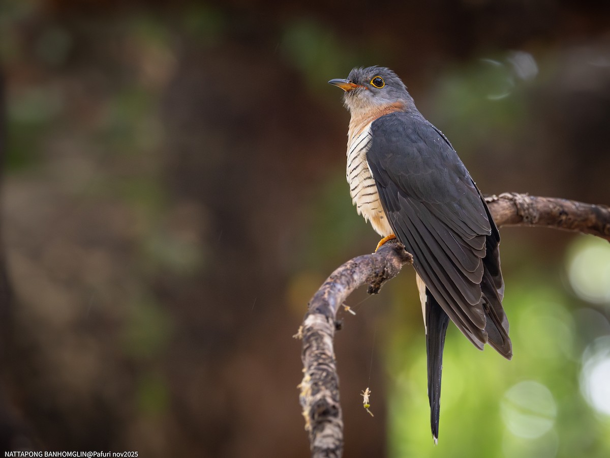 Red-chested Cuckoo - ML651927491