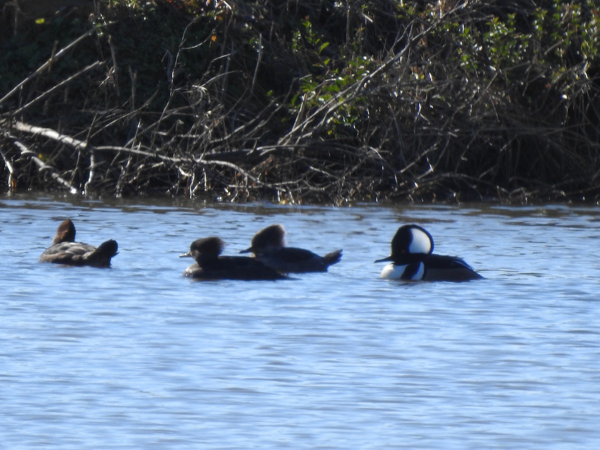 Kappensäger - ML651927526