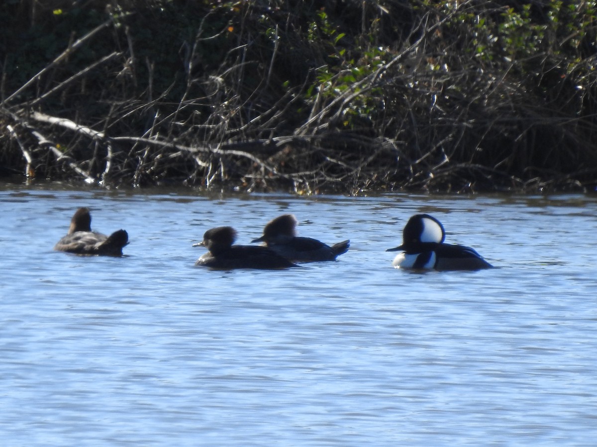 Kappensäger - ML651927527