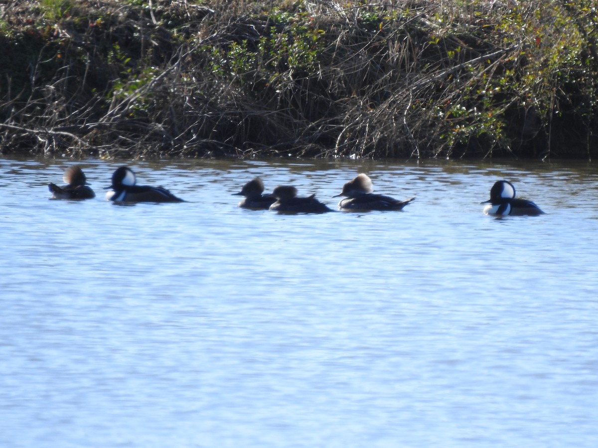 Kappensäger - ML651927529