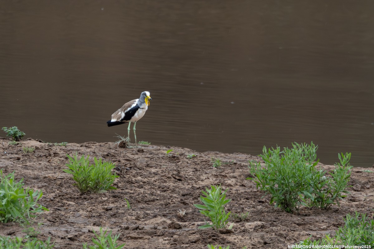 White-crowned Lapwing - ML651927530