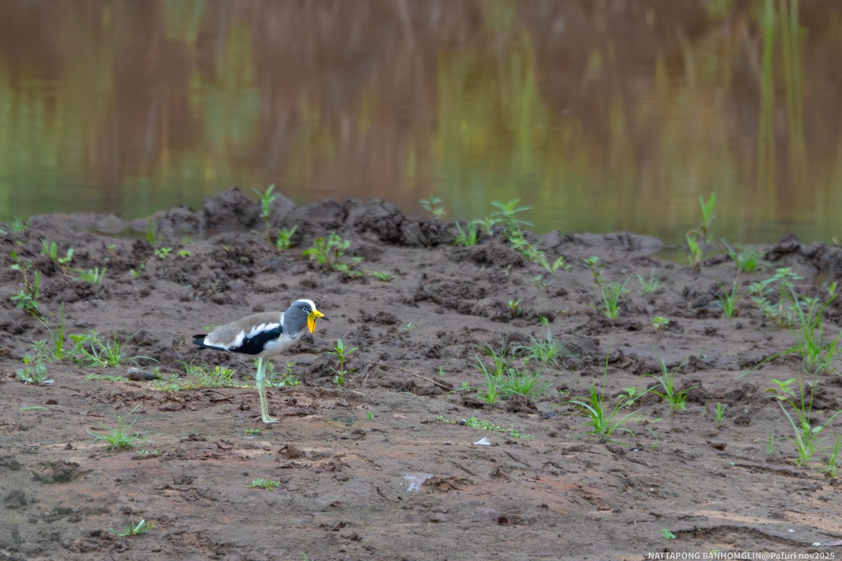 White-crowned Lapwing - ML651927531