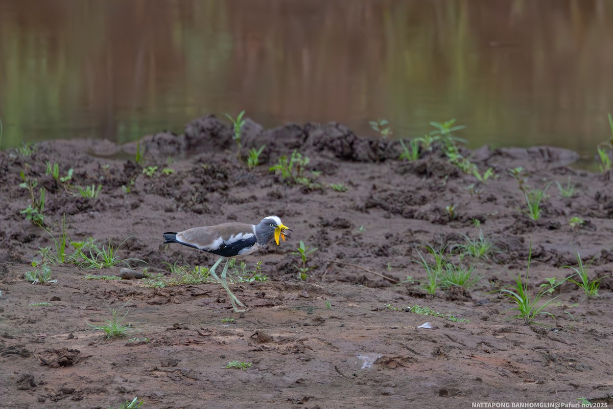 White-crowned Lapwing - ML651927532
