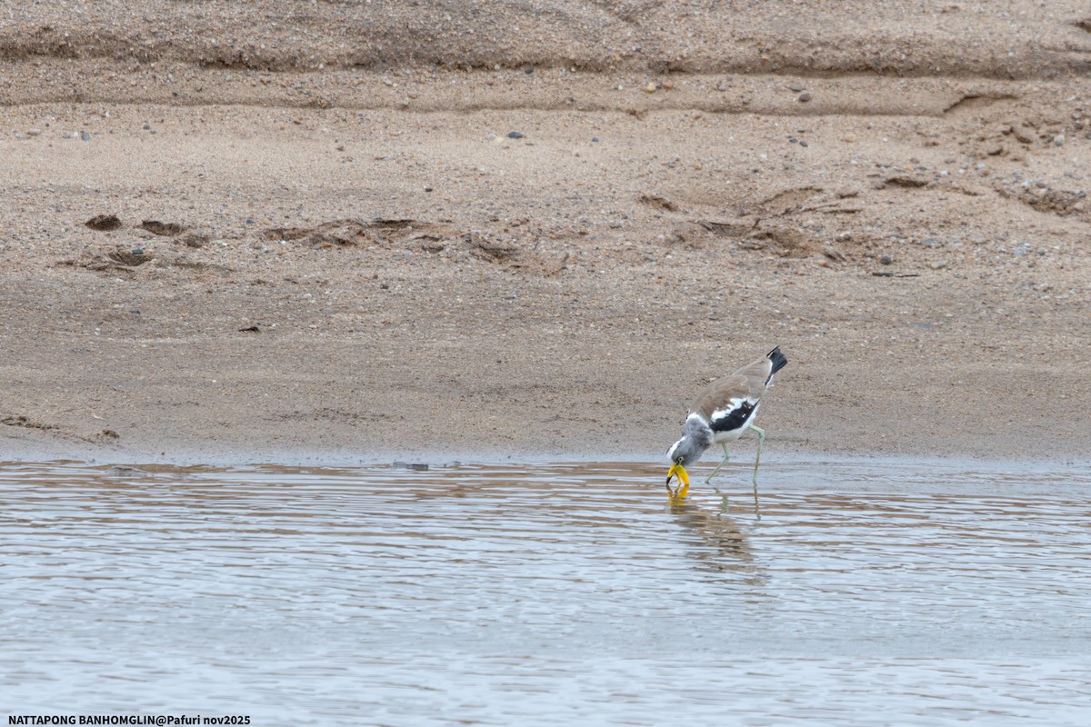 White-crowned Lapwing - ML651927533