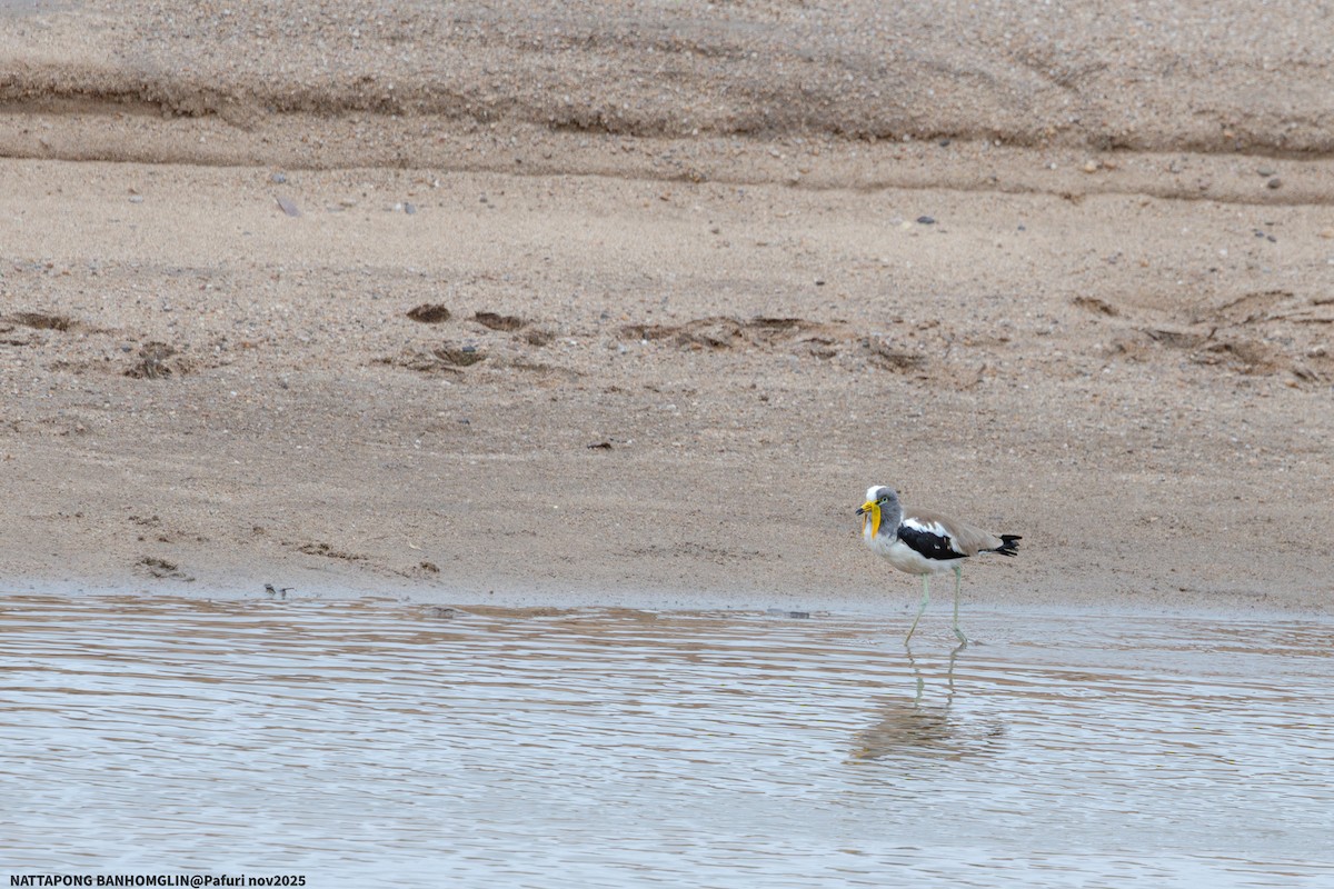 White-crowned Lapwing - ML651927534