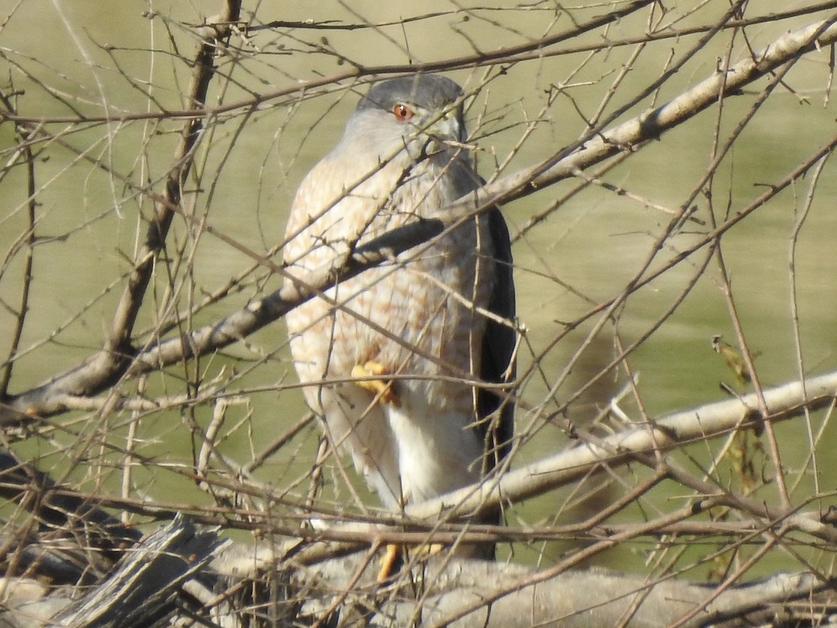 Rundschwanzhabicht - ML651927550