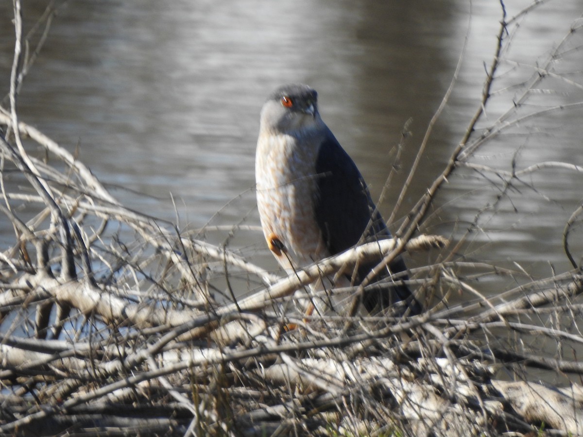 Rundschwanzhabicht - ML651927551