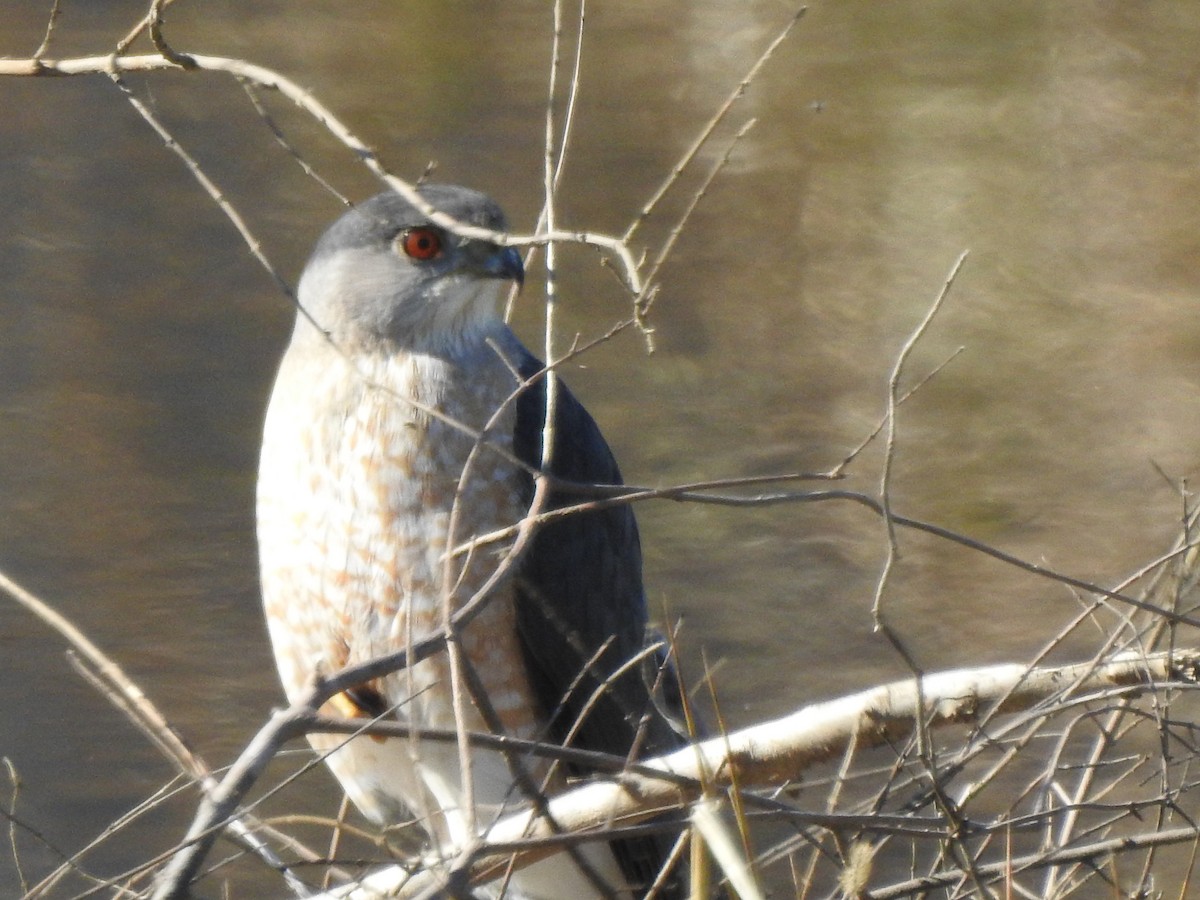 Rundschwanzhabicht - ML651927552