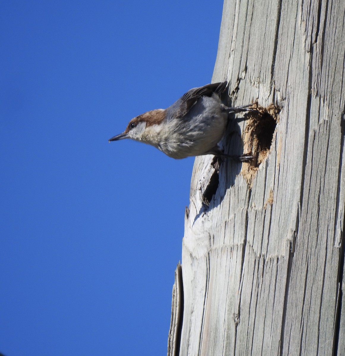 Braunkopfkleiber - ML651927565