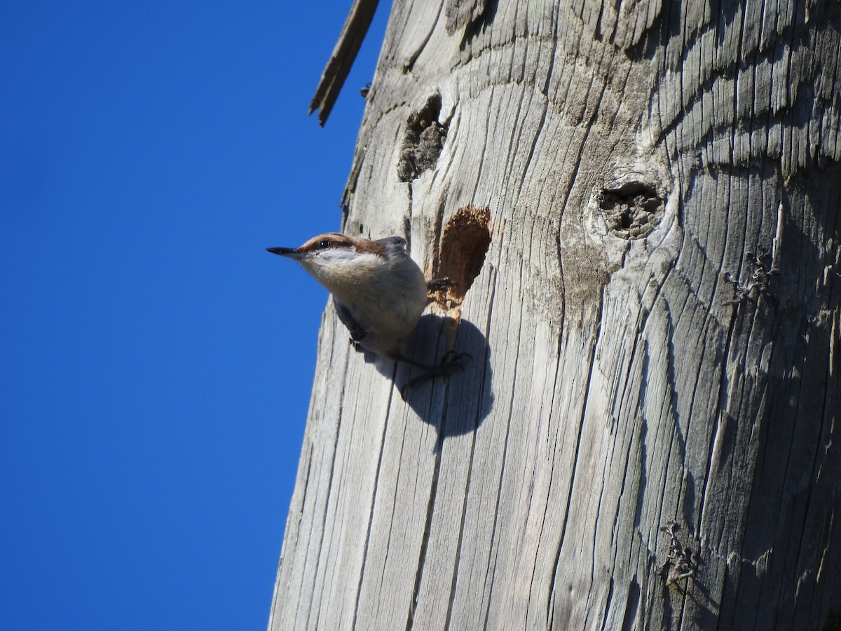 Braunkopfkleiber - ML651927566