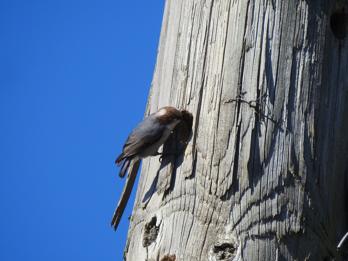 Braunkopfkleiber - ML651927567