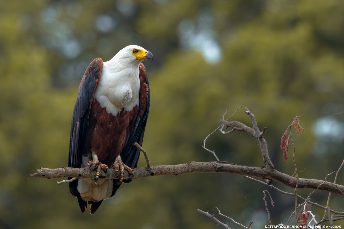 African Fish-Eagle - ML651927582
