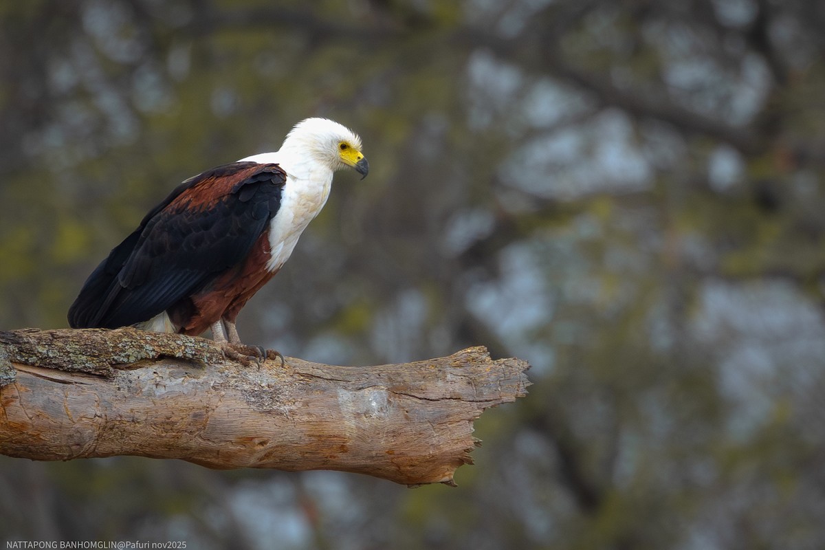 African Fish-Eagle - ML651927583