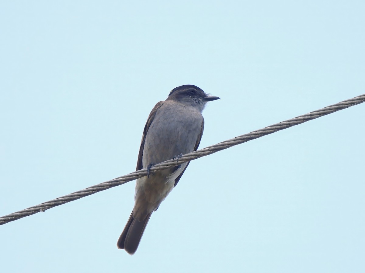 Crowned Slaty Flycatcher - ML651927586
