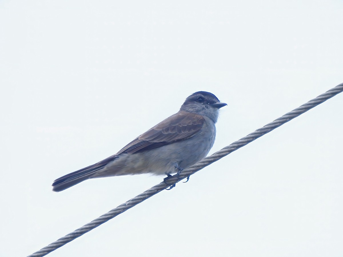 Crowned Slaty Flycatcher - ML651927595