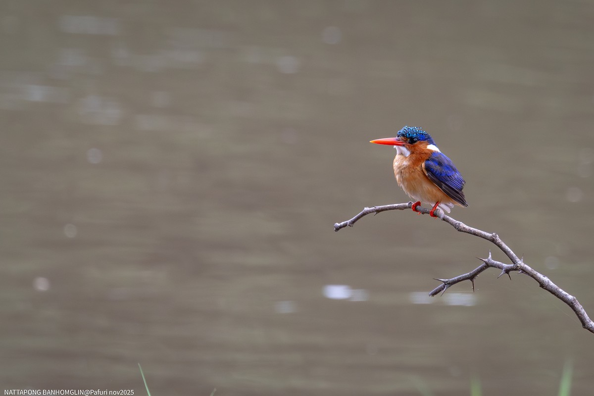 Malachite Kingfisher - ML651927609