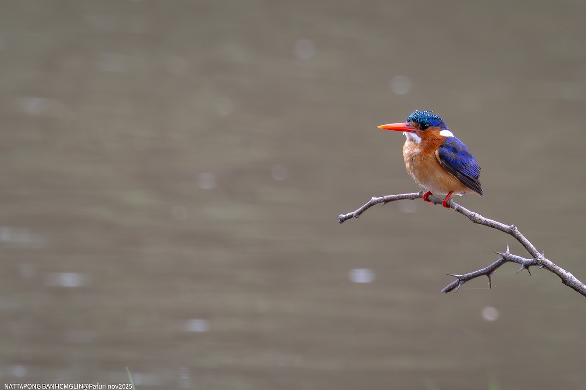 Malachite Kingfisher - ML651927610
