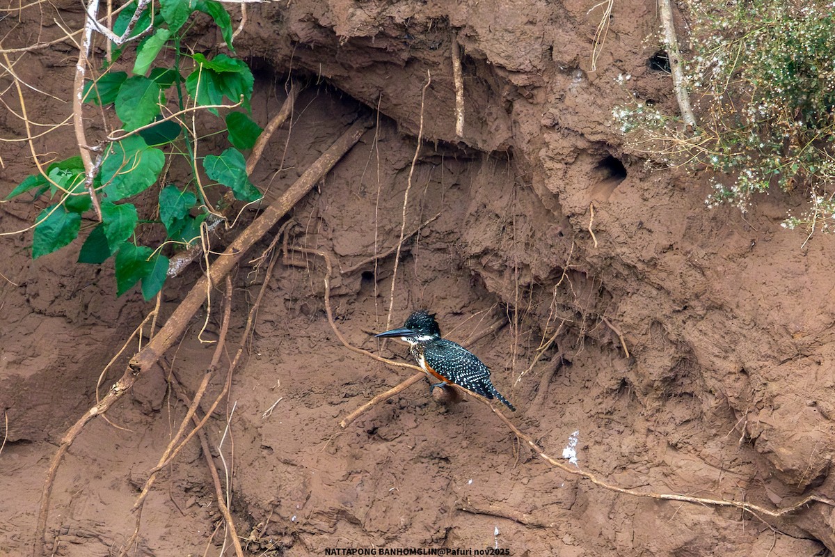 Giant Kingfisher - ML651927636