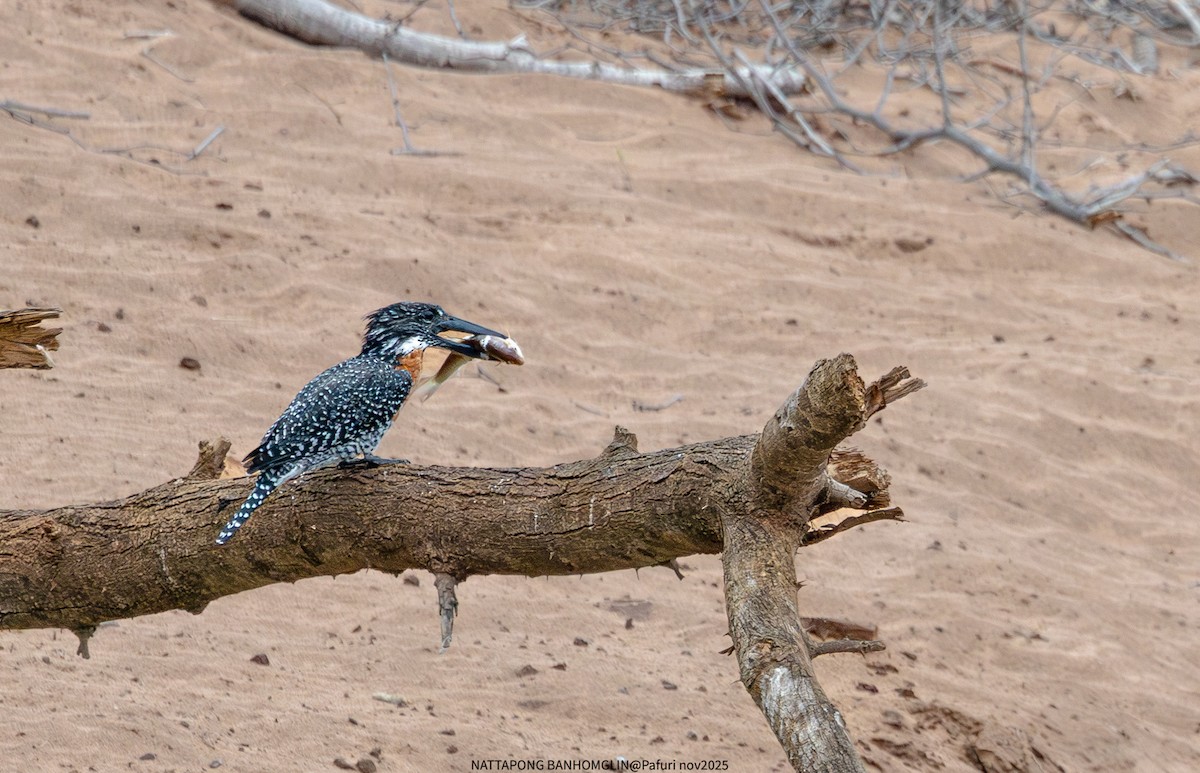 Giant Kingfisher - ML651927637