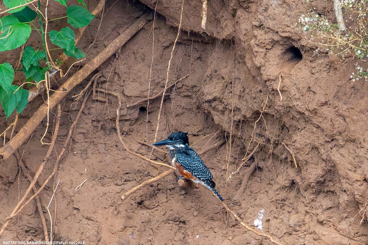Giant Kingfisher - ML651927639