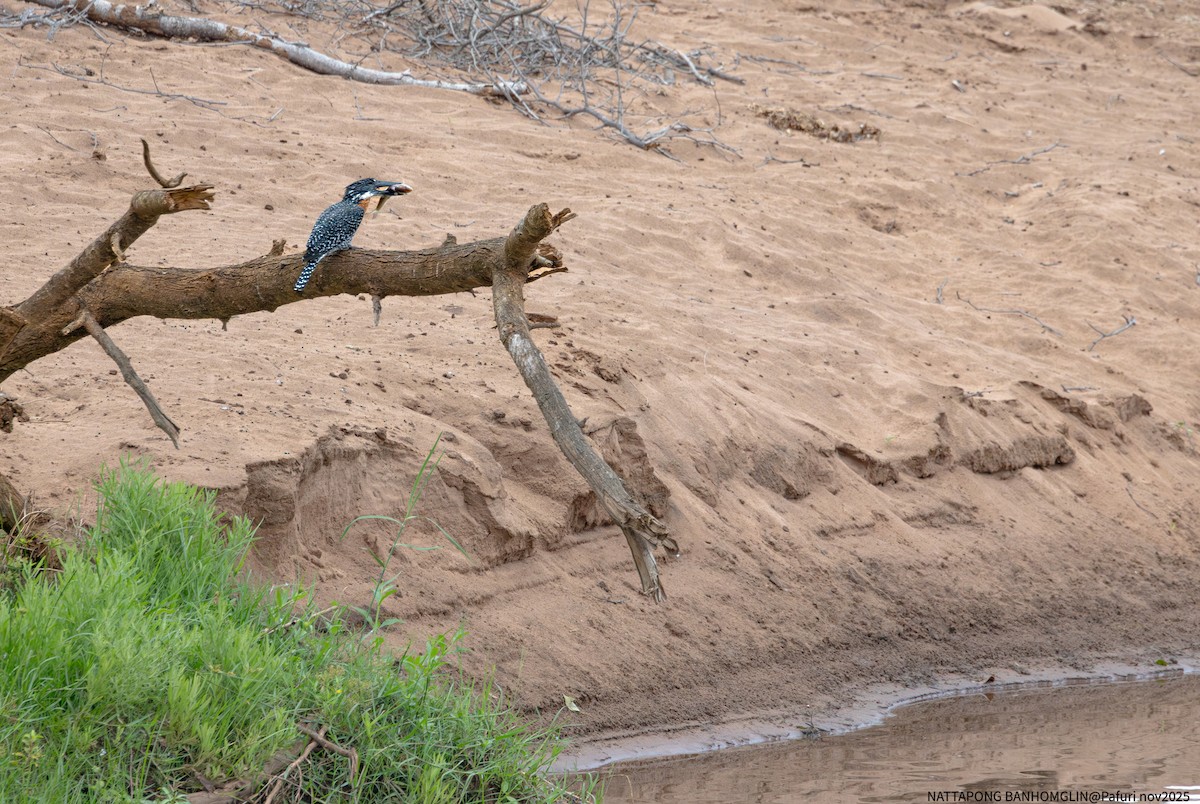 Giant Kingfisher - ML651927640