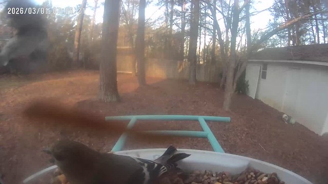 čížek žlutý - ML651927642