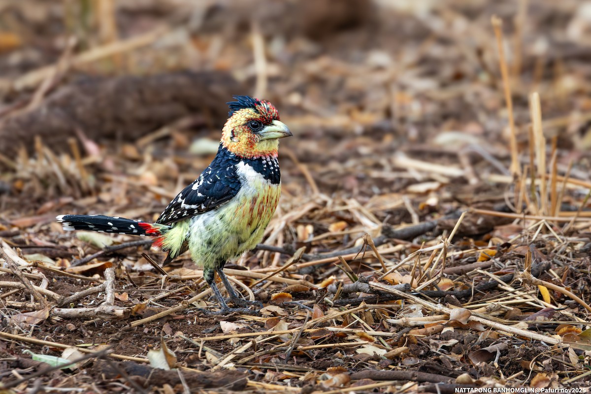 Crested Barbet - ML651927656