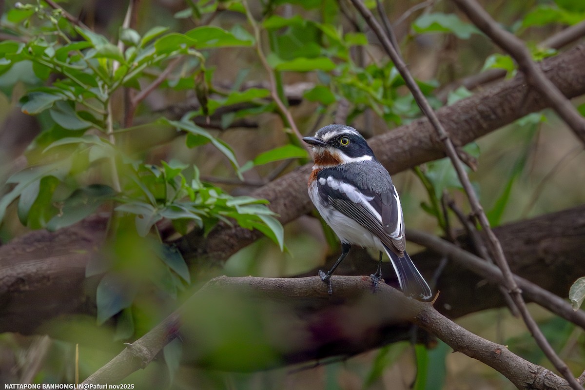 Chinspot Batis - ML651927665