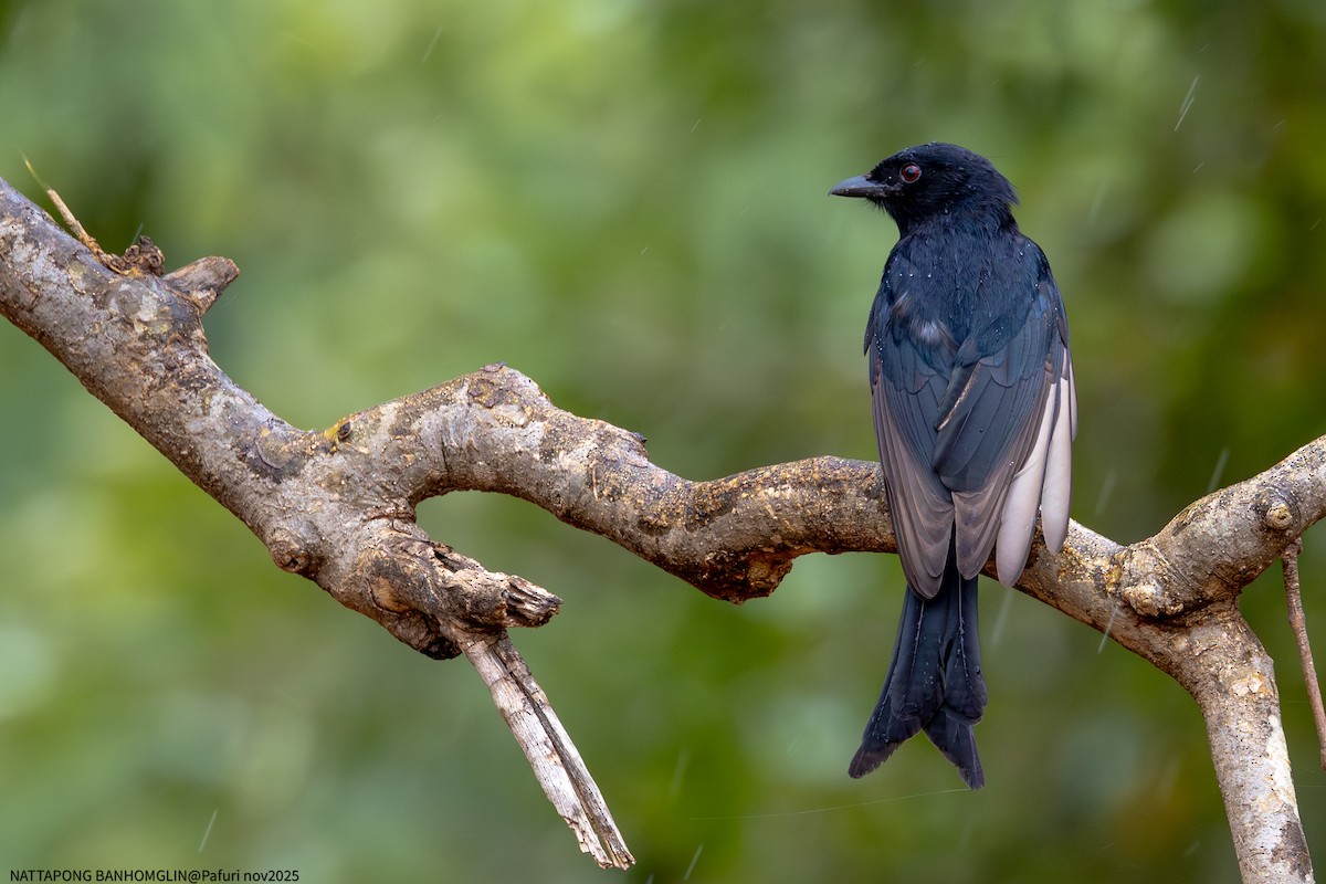 Fork-tailed Drongo - ML651927676