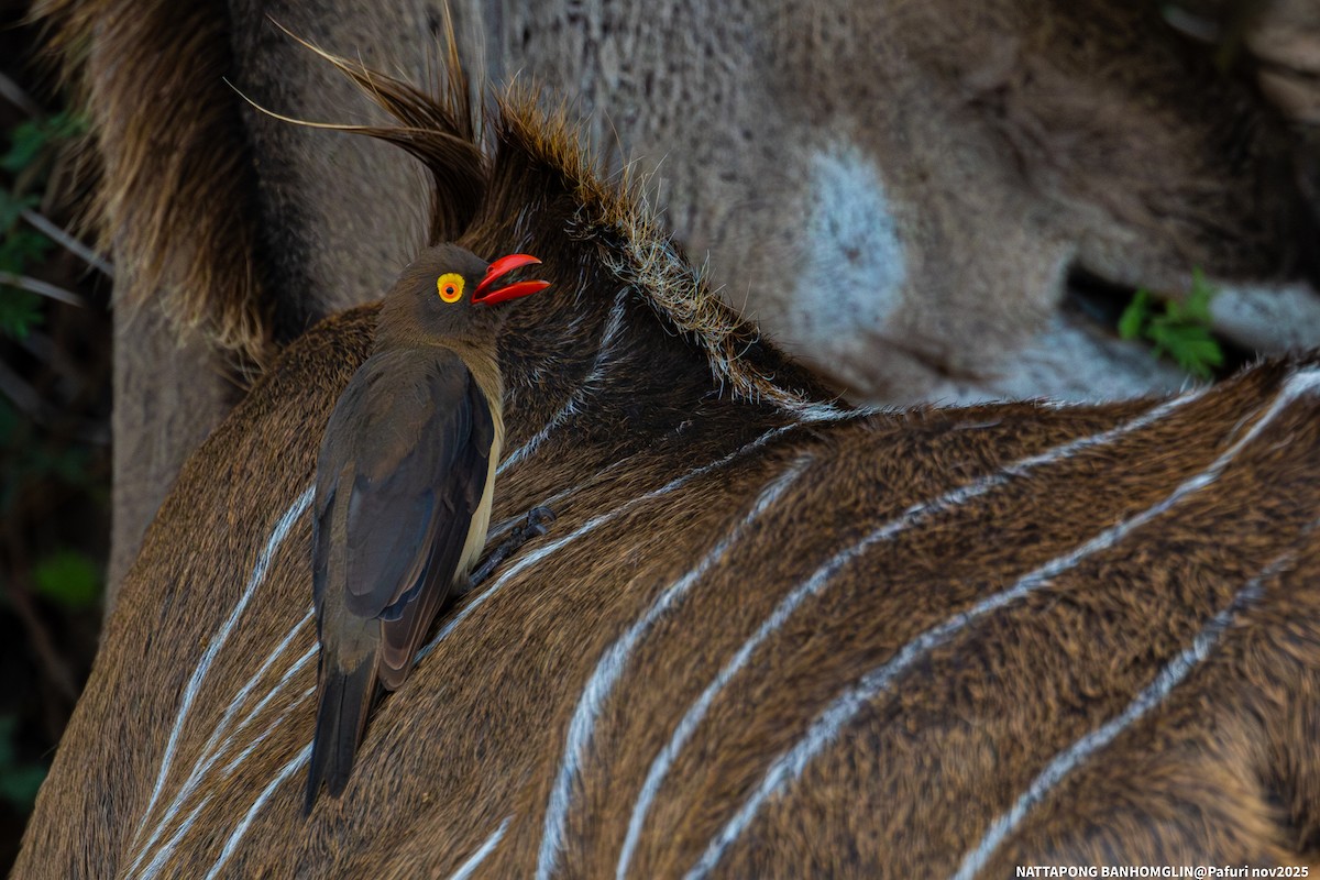 Red-billed Oxpecker - ML651927691