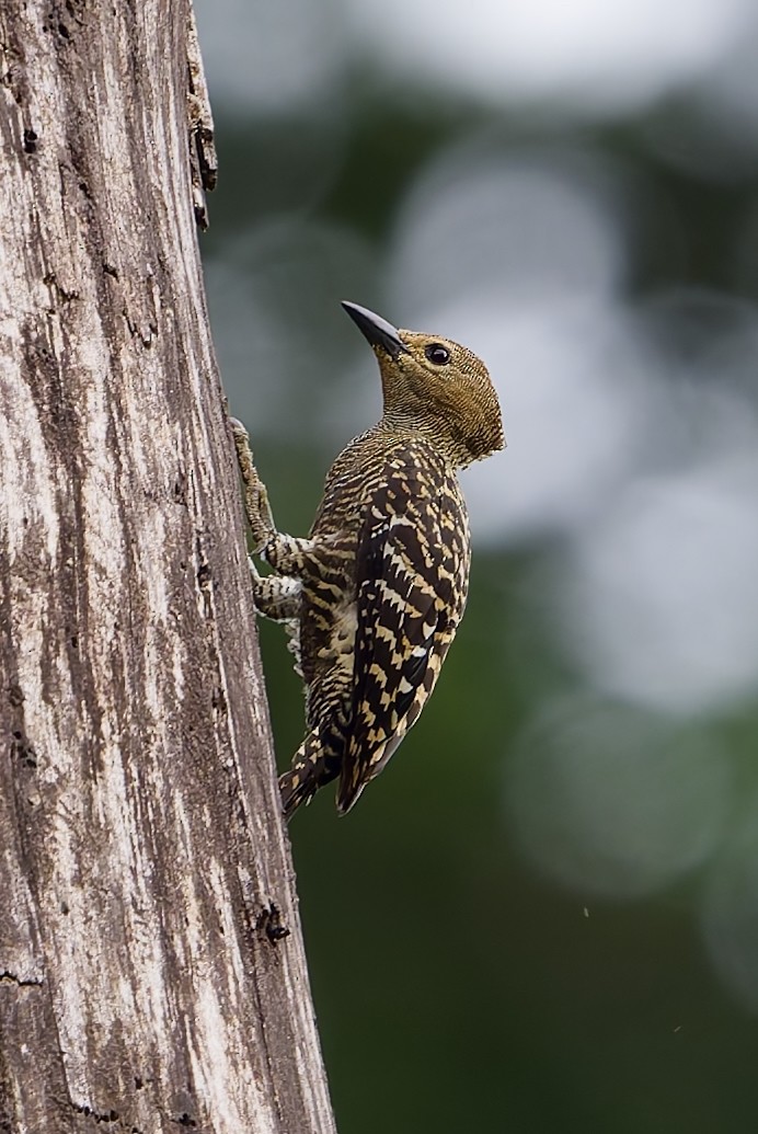 ヒメカレハゲラ - ML651927725