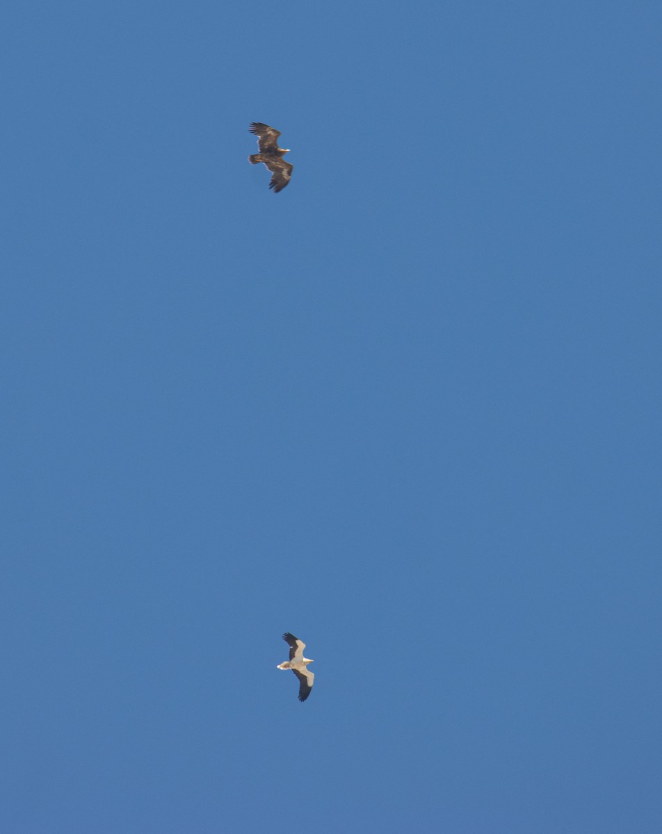 Schmutzgeier - ML651927905