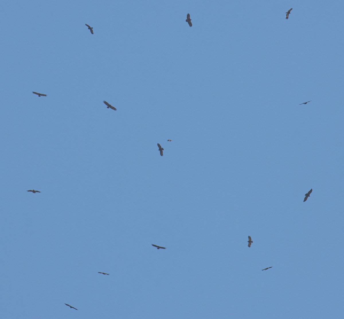 Steppenadler - ML651927927